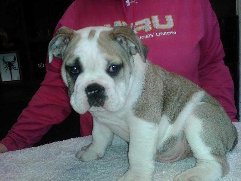 Stunning british bulldog puppy..tri carrier.dna tested.