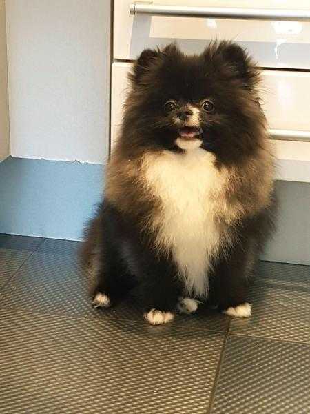 Stunning by unique and super cute black miniature Pomeranian boy