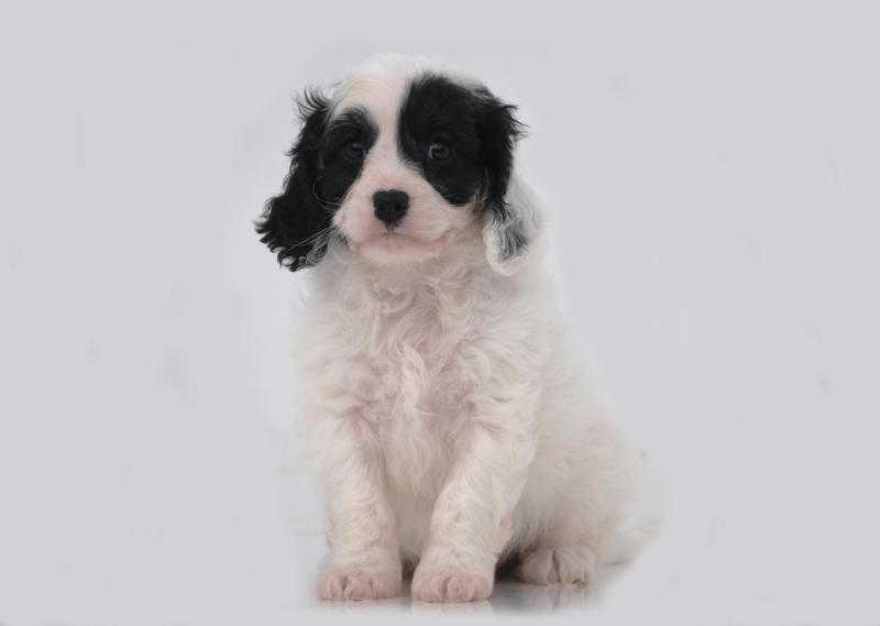 Stunning Cavachon litter