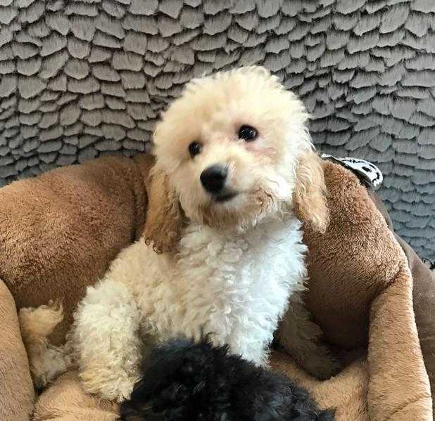 Stunning Cavapoo girl