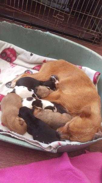 Stunning chihuahua x shih tzu pups