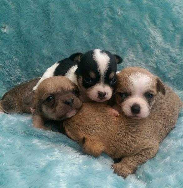 stunning chihuahua x shih tzu pups for sale