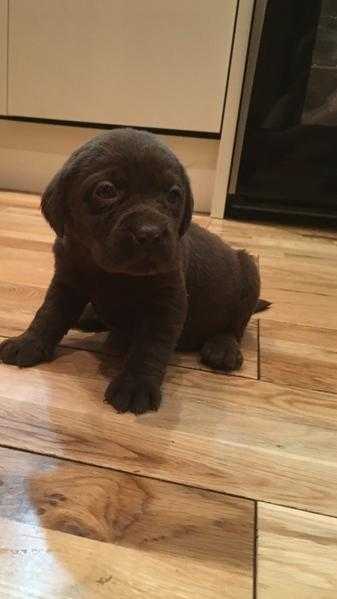 Stunning Chocolate Labrador Puppies