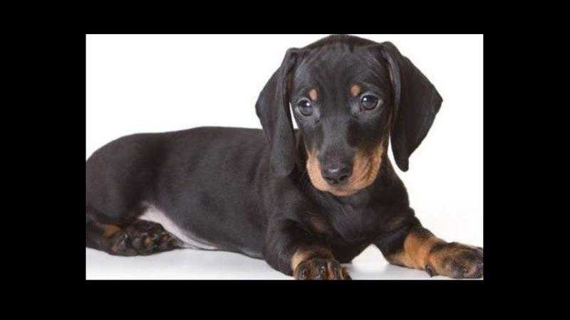 Stunning chunky smooth coat dachshund puppies