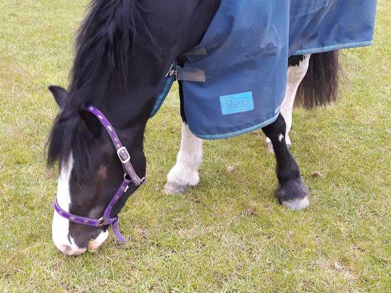 Stunning cob mare rising 6 available for part loan 2 days a week one to include Sundays.25 Widnes