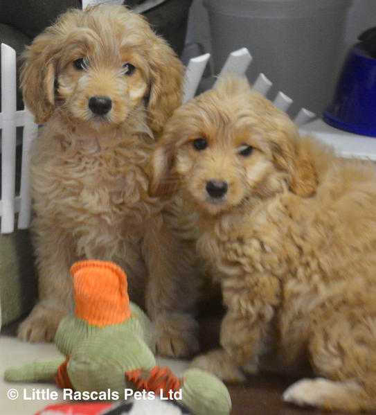 Stunning Cockapoo babies