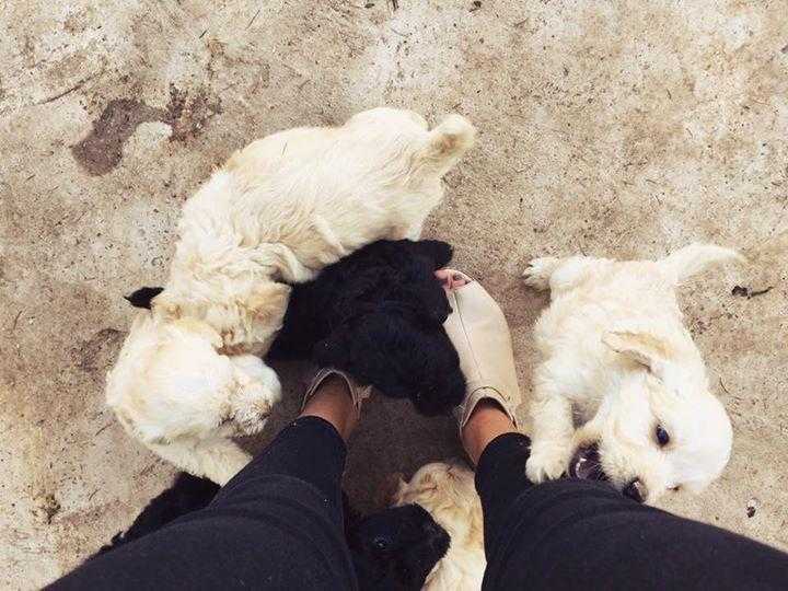 Stunning Cockapoo Puppies