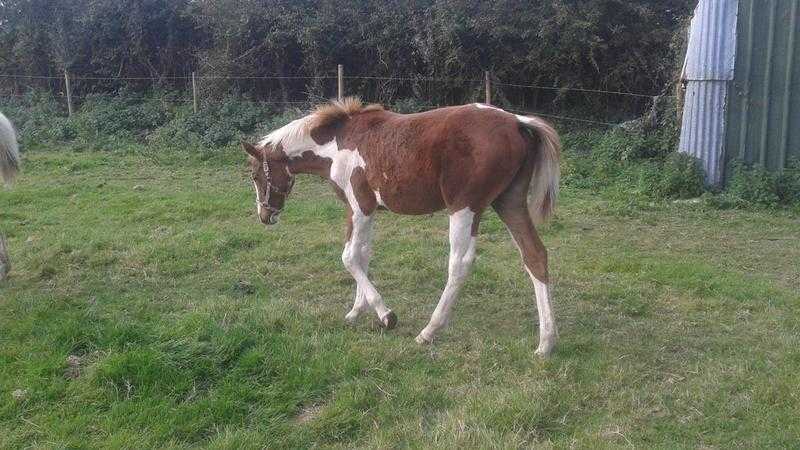 stunning coloured filly