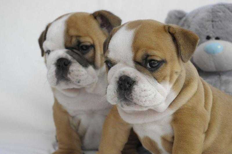 Stunning English Bulldog Puppies