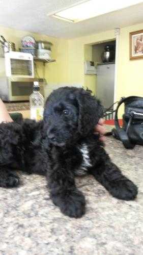 Stunning F1 Cocapoo puppy for sale  Female