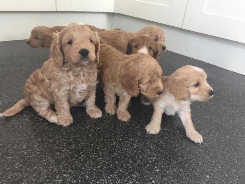 Stunning F1 Cockapoo puppies