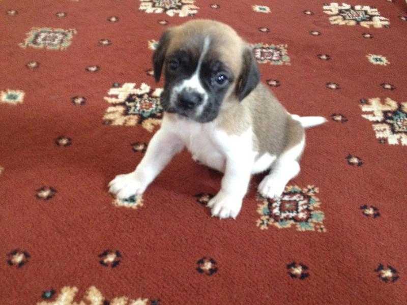 Stunning f1b puggle puppies