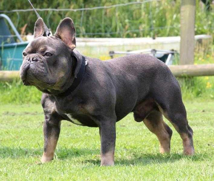 Stunning French Bulldog Babies - all colours