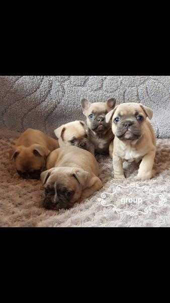 Stunning French Bulldog Blue Fawn and Sable