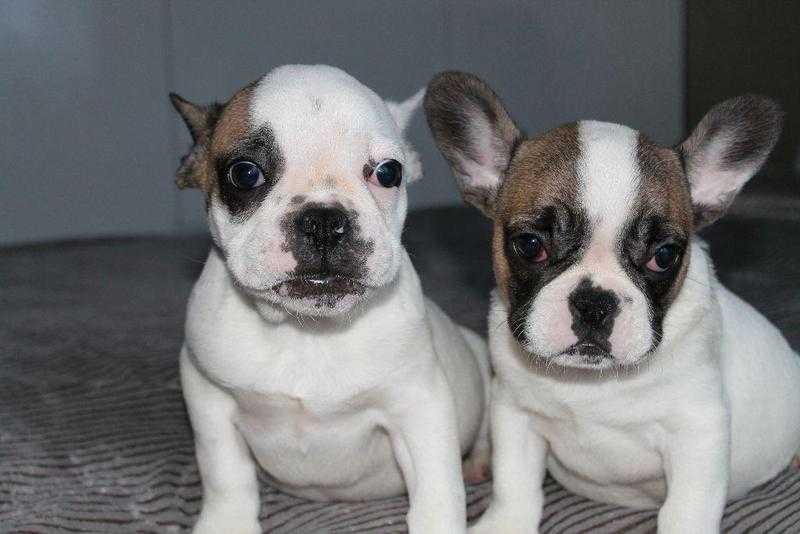 Stunning french bulldog puppies