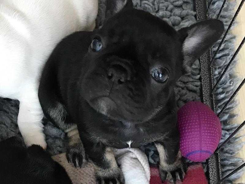 Stunning French Bulldog Puppies