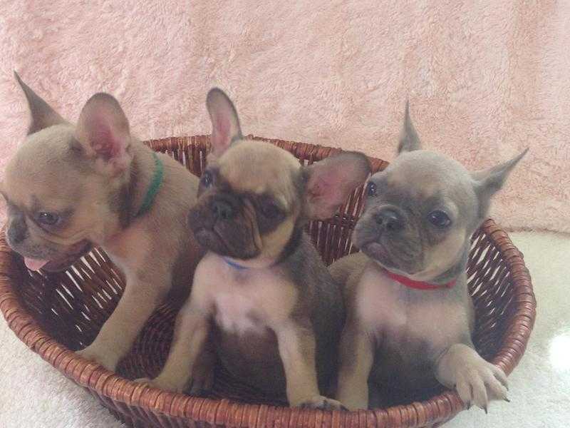 Stunning French bulldog puppies ATAY Dd KYKY I BOY AND ONE GIRL