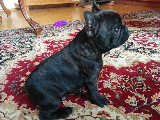 Stunning French Bulldog puppy