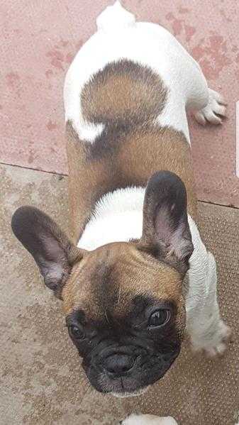Stunning Frenchies, Kc Registered (1 Puppy Left)