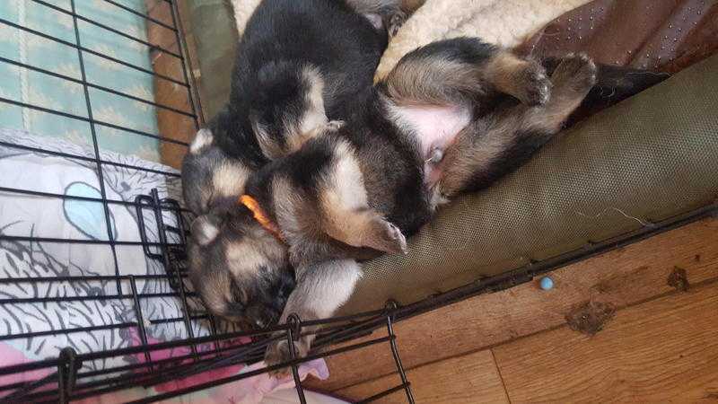 Stunning German Shepherd Puppies For Sale