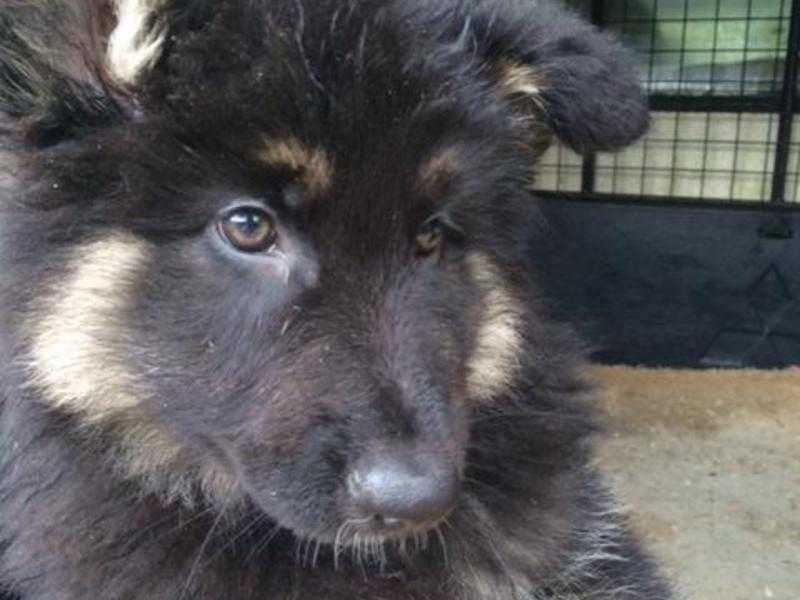 Stunning German Shepherd X Malamute pups