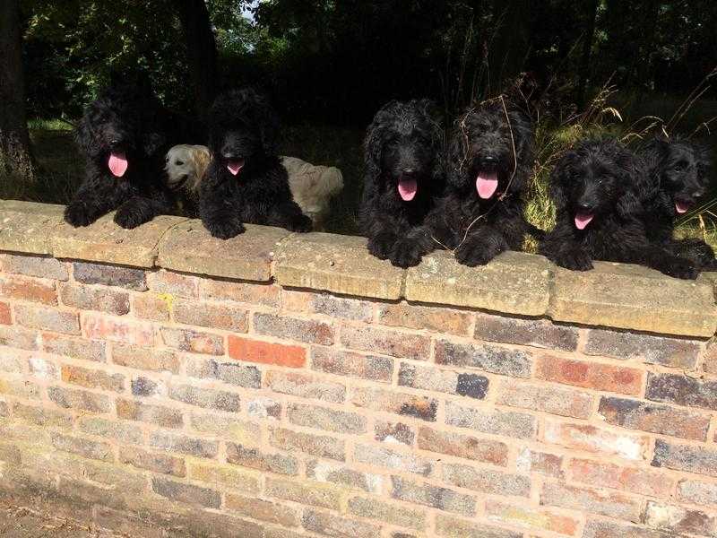 Stunning Goldendoodle puppies open to SENSIBLE offers