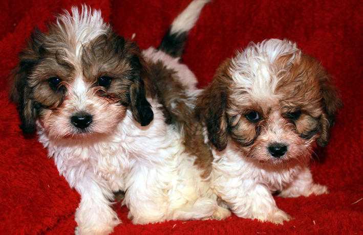 Stunning Home Reared Non Moulting Cavachon Puppies