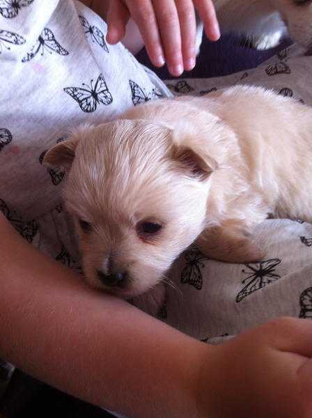 STUNNING HOMESPUN POMCHI PUPPIES