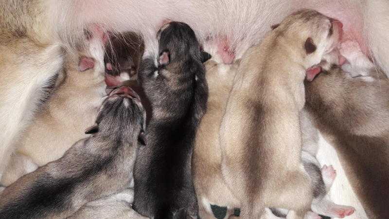 Stunning Huskamute puppies