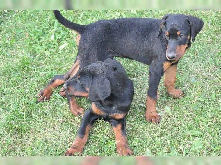 Stunning Imported 16 weeks old male and female Doberman Puppies