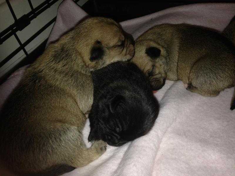 Stunning jug pups