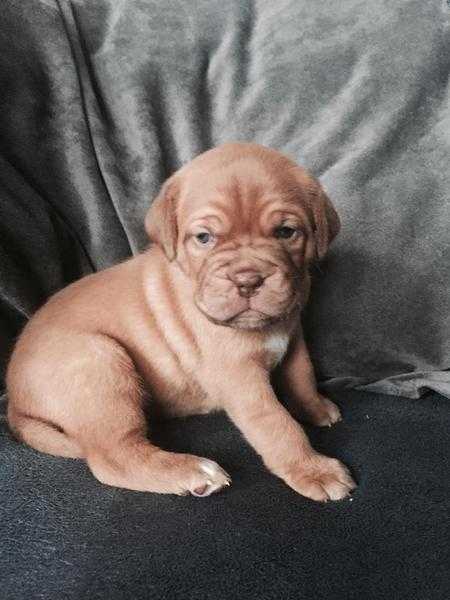 Stunning kc dogue de Bordeaux for sale