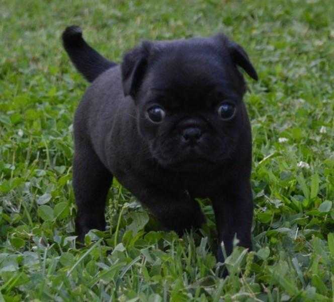 Stunning kc reg  4 pure pug puppies for sale