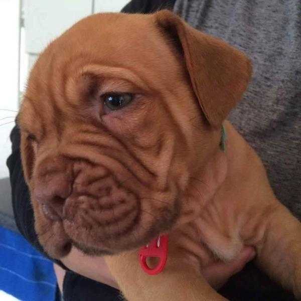 Stunning kc reg champion bloodline dogue de pupps