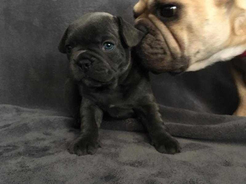 Stunning KC reg French bulldog puppies