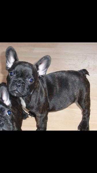 Stunning Kc reg three gen Black French bulldog puppys..