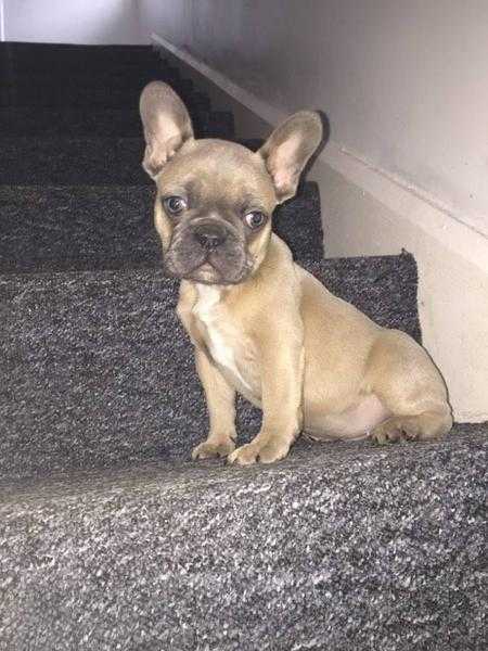 Stunning kc registered blue fawn French Bulldog puppy
