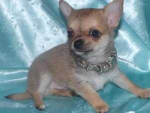 stunning kc registered long haired chihuahuas