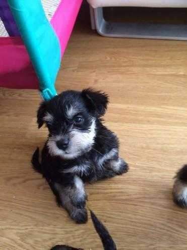 Stunning Kc Registered miniature schnauzer puppies