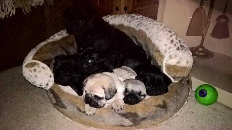 stunning kc registered pug puppies