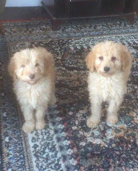 Stunning labradoodle puppies