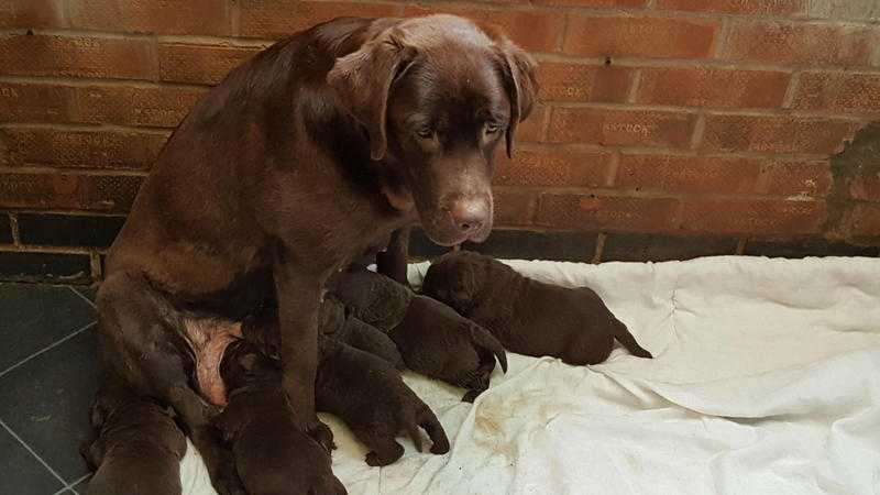 Stunning labrador puppies...