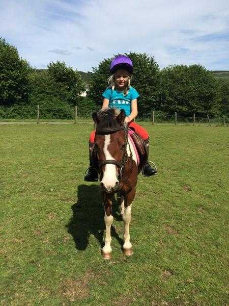 Stunning lead rein pony for sale to good home only