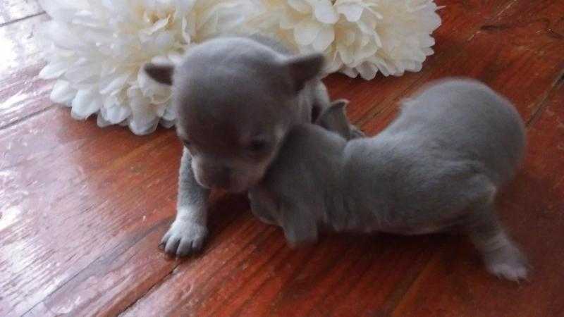 STUNNING LILAC CHIHUAHUA GIRL BRIGHT BLUE EYES