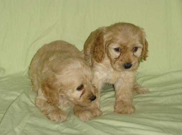 Stunning Litter F1 Cockapoo Puppies