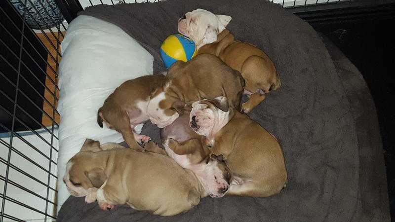 stunning litter of british bulldogs ready to go very soon mum an dad can be seen pups raised in a fa