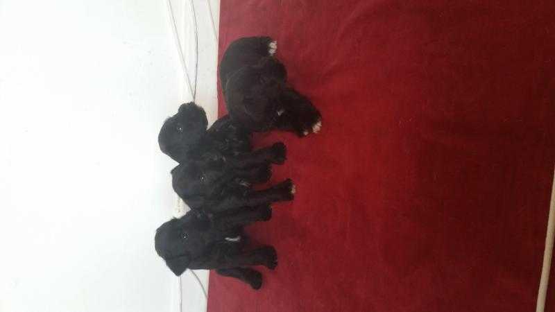 stunning litter of kc registered   miniature schnauzers