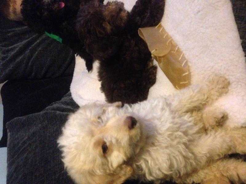 Stunning litter of Labradoodle  puppys