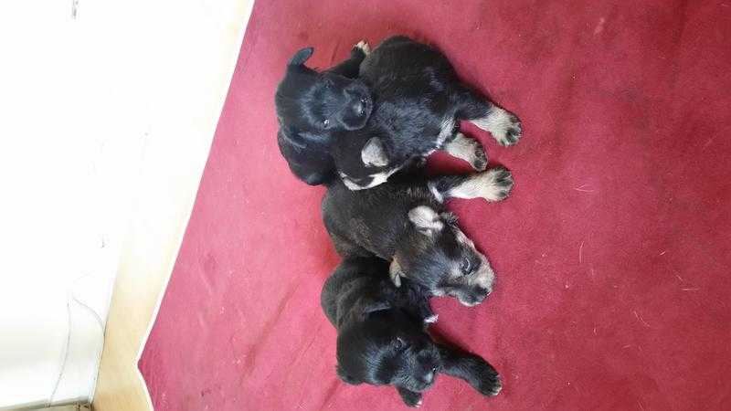 stunning litter of miniature schnauzers