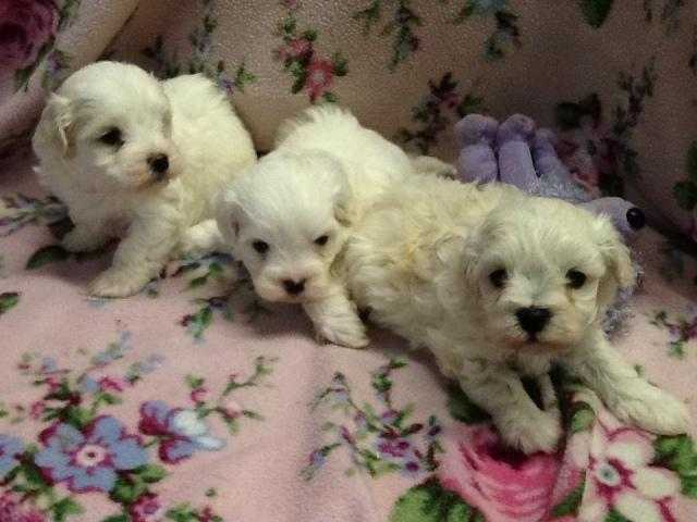 STUNNING, LOW SHEDDING MALSHICHON PUPPIES